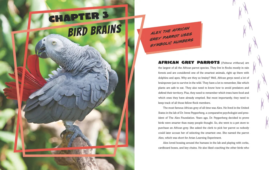 Calculating Chimpanzees, Brainy Bees, and Other Animals with Mind-Blowing Mathematical Abilities US - Paperback / softback