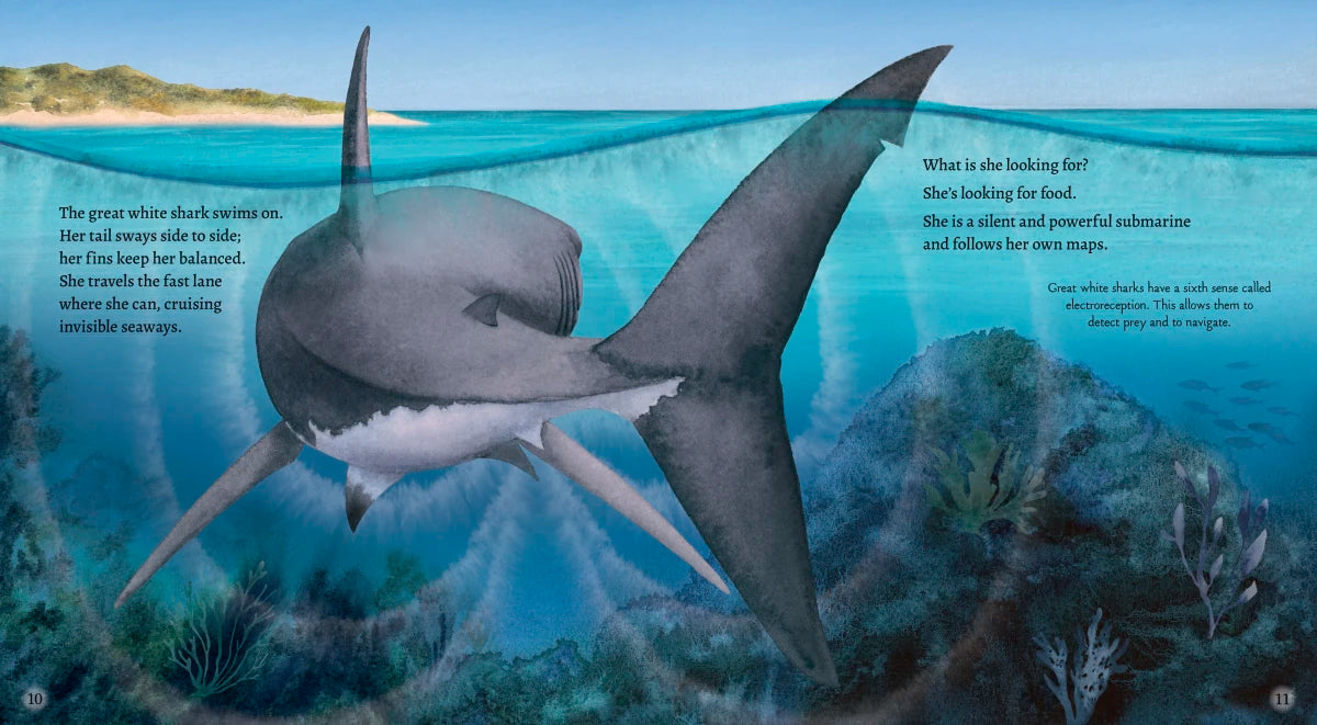 Great White Shark US - Paperback / softback