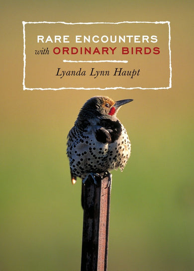 Rare Encounters with Ordinary Birds-Nature and the natural world: general interest-買書書 BuyBookBook