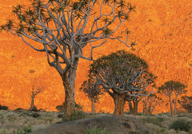 Into Africa: Blank Boxed Notecards inside page 3