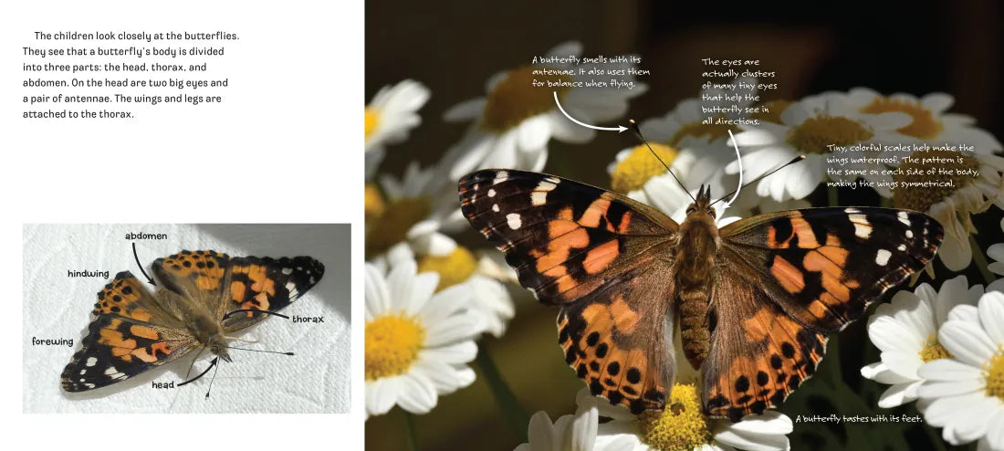 Butterflies in Room 6 US - Paperback / softback