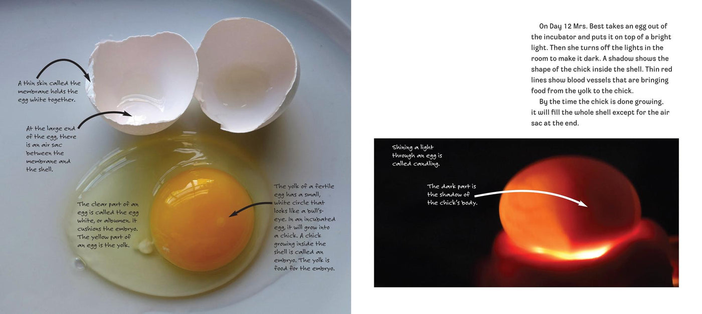 Hatching Chicks in Room 6 US - Paperback / softback