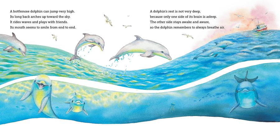 Where Do Ocean Creatures Sleep at Night? US - Hardback