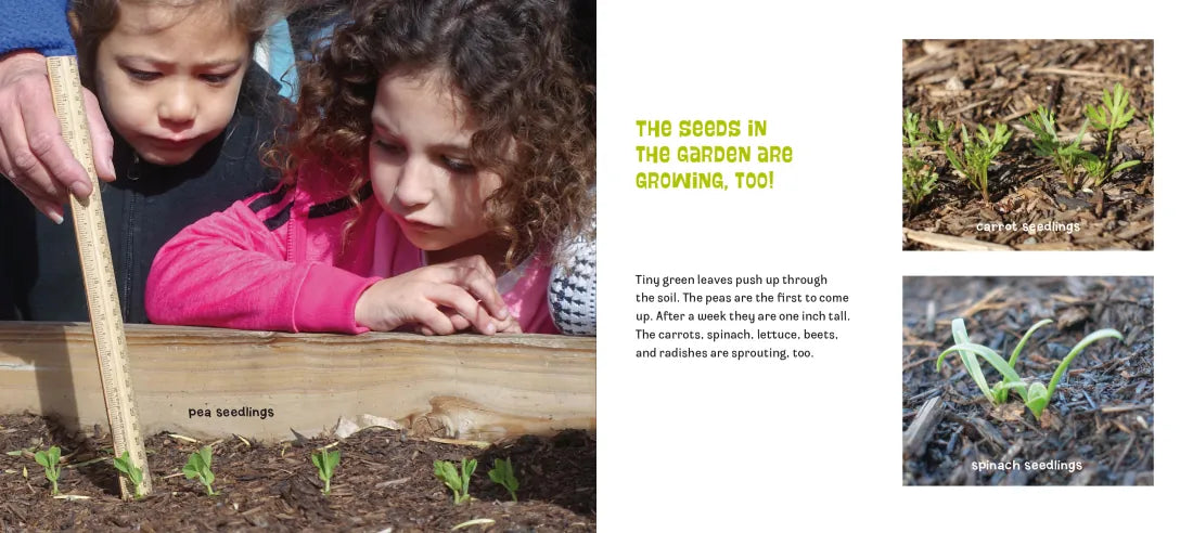 Planting a Garden in Room 6 US - Paperback / softback