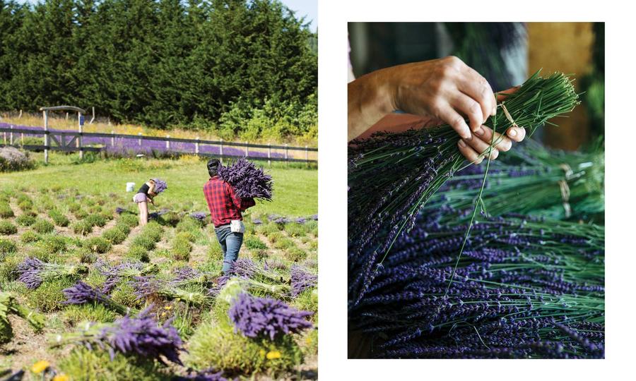 Lavender US - Hardback