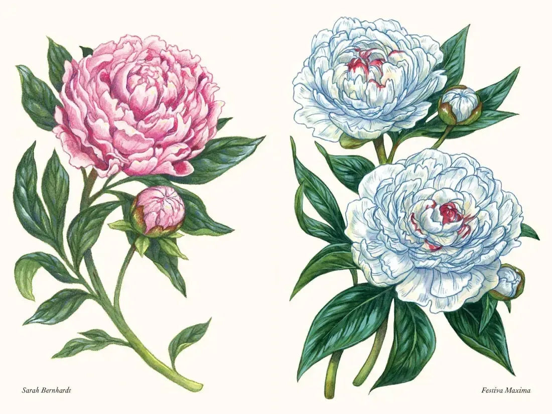 Peonies US - Hardback