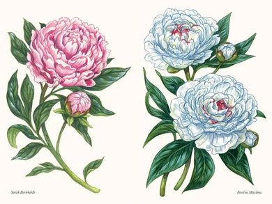Peonies US - Hardback