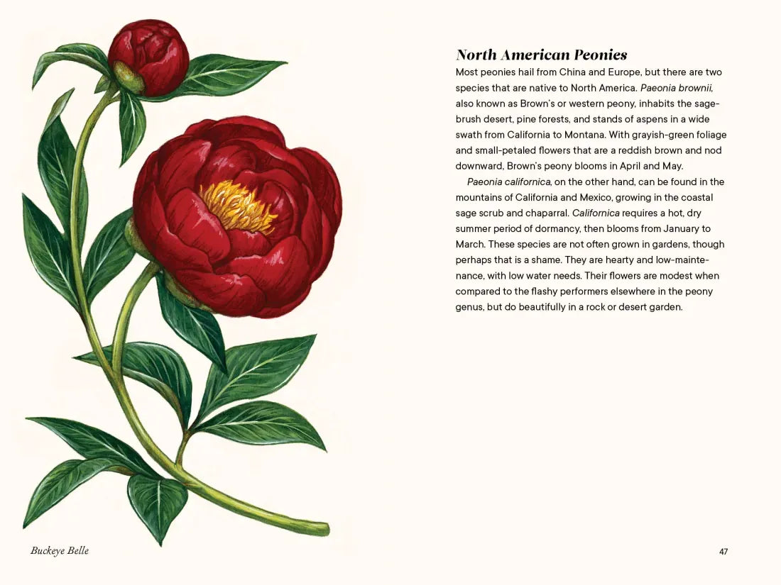 Peonies US - Hardback
