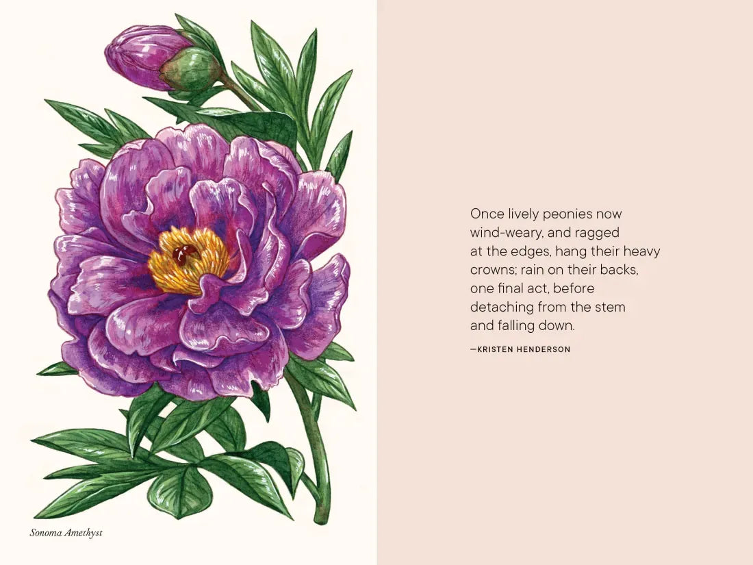Peonies US - Hardback