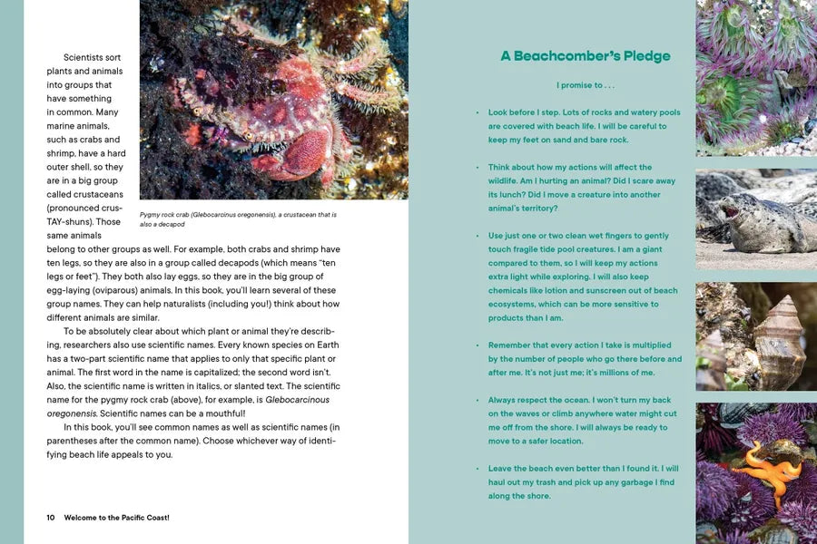 Let’s Explore the Beach! US - Paperback / softback