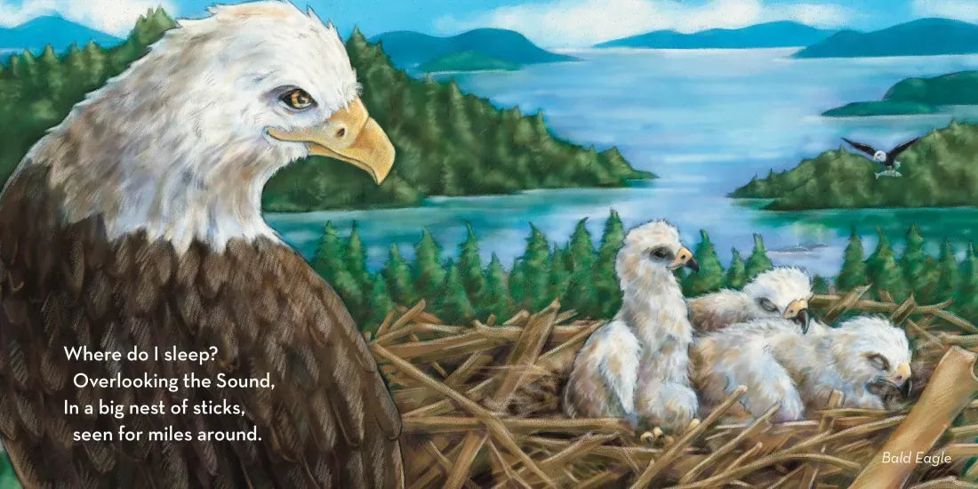 Where Do I Sleep? US - Board book (9781632175311)