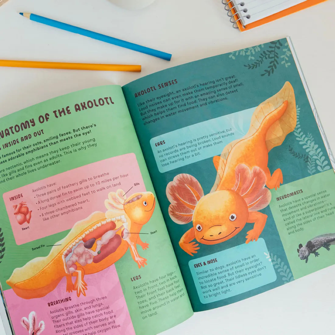 Amazing Axolotls US - Paperback / softback