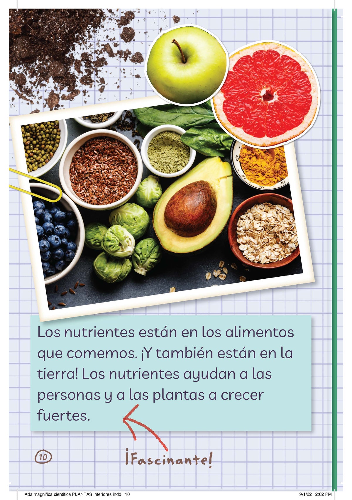 Ada Magnífica, científica investiga: Todo sobre las plantas / The Why Files: Plants interior 10 (ISBN 9781644737033)