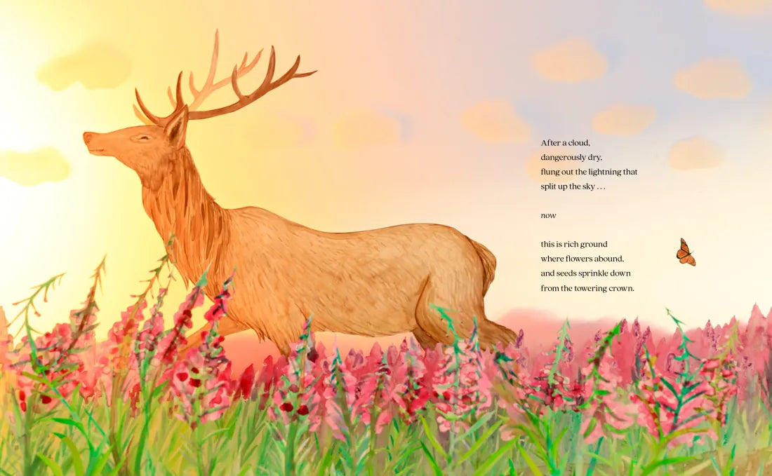 A Forest Begins Anew US - Hardback