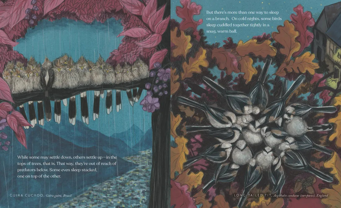 How Birds Sleep US - Hardback