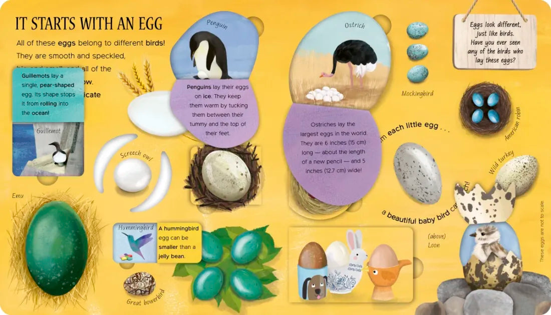 One Little Egg US - Board book