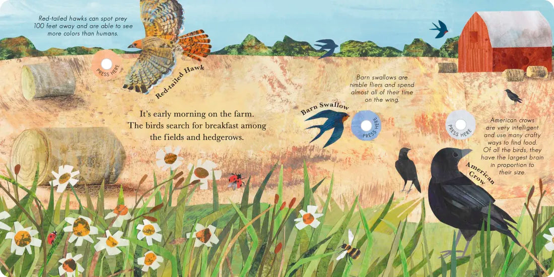 Songs of the Birds US - Board book