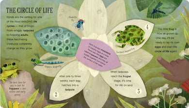 One Little Tadpole US - Board book