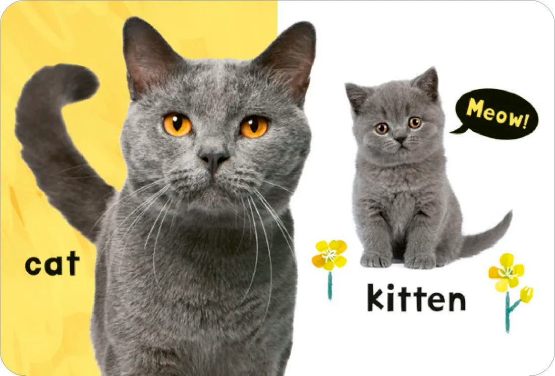 My First Learning Box Set: Little Library US - Multiple-component retail product, boxed