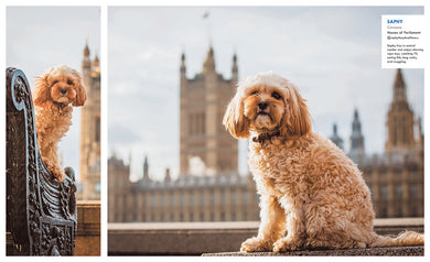 Canines of London inside page 3
