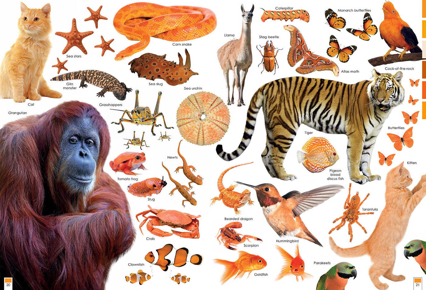 Colorful Creatures inside page 4