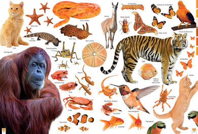 Colorful Creatures inside page 4