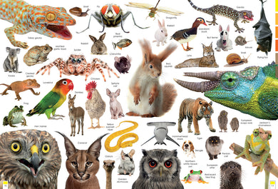 Curious Creatures inside page 3
