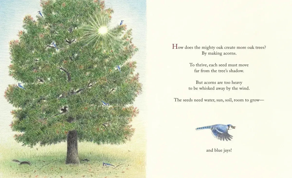 The Blue Jays That Grew a Forest US - Hardback