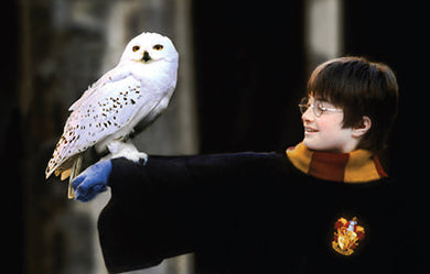 Harry Potter: The Postcard Collection inside page 2
