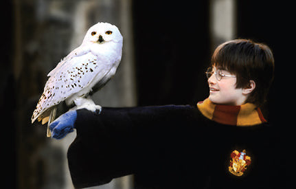 Harry Potter: The Postcard Collection inside page 2