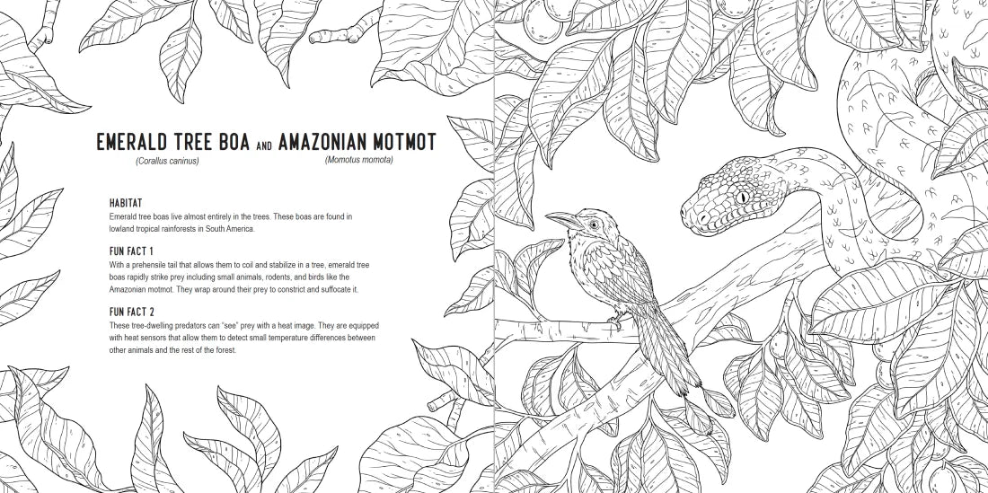 Predators: A Smithsonian Coloring Book US - Paperback / softback