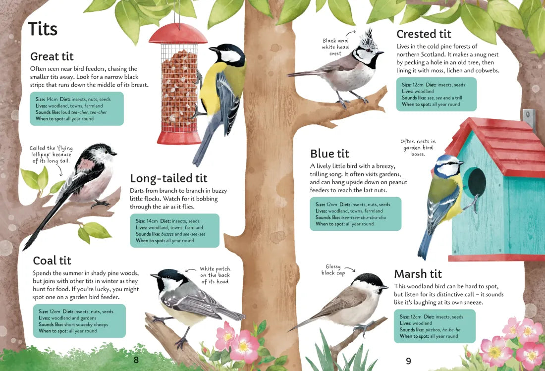 Spotter's Guides: Birds GB - Paperback / softback