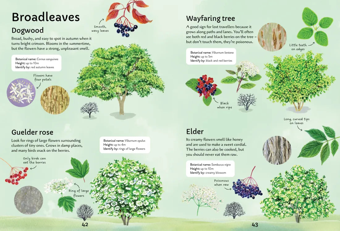 Spotter's Guides: Trees GB - Paperback / softback