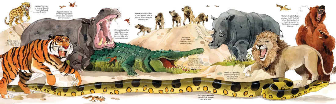 Big Book of Big Animals GB - Hardback