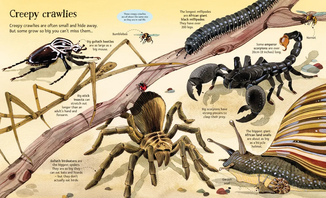 Big Book of Big Animals GB - Hardback