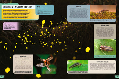 Lonely Planet Kids The Bugs Book inside page 4