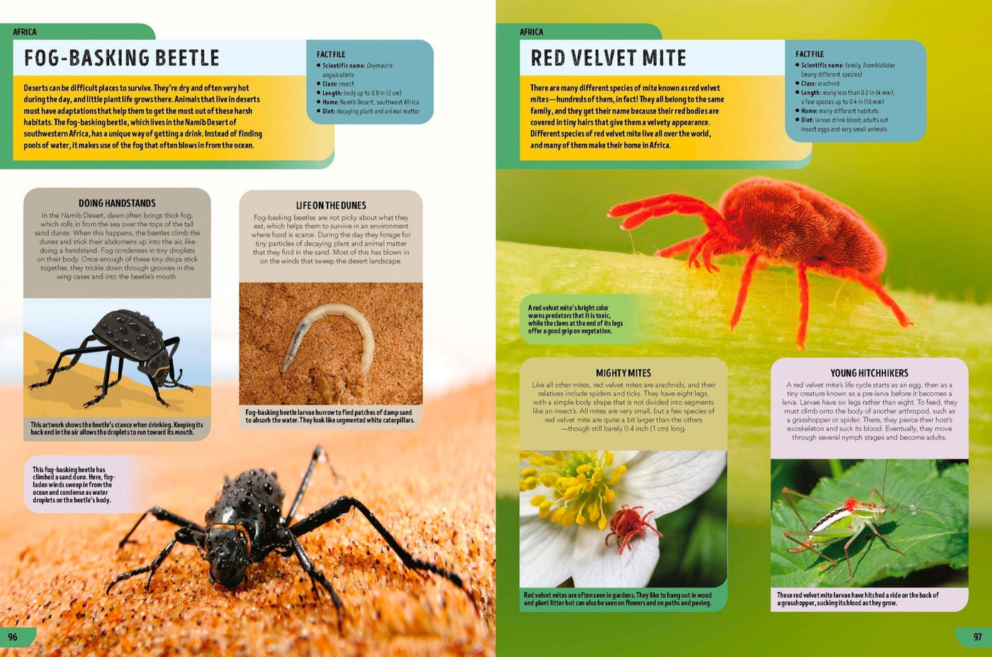 Lonely Planet Kids The Bugs Book inside page 6