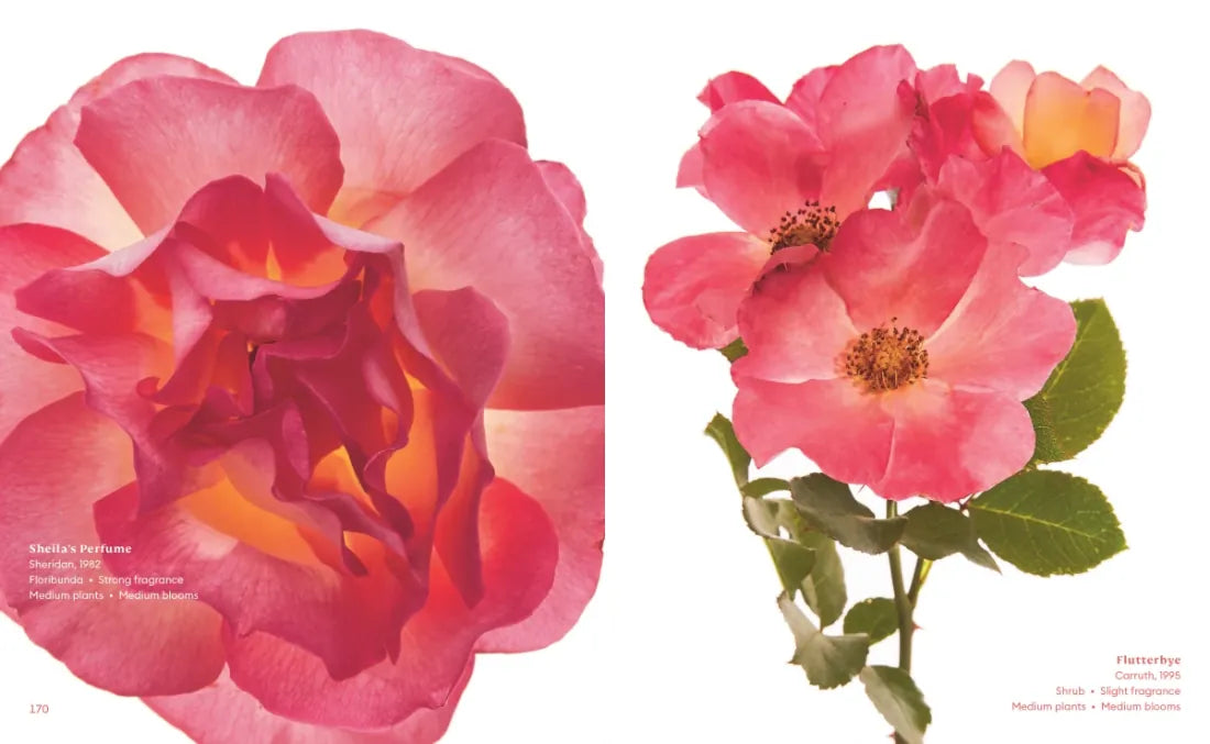 The Color of Roses US - Hardback