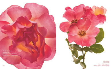 The Color of Roses US - Hardback