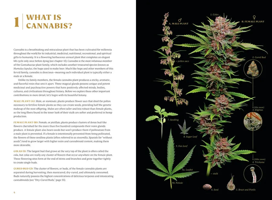 Higher US - Hardback