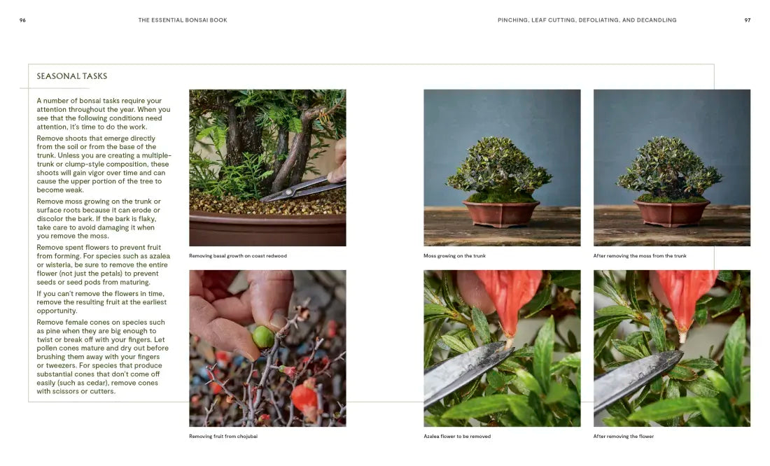 The Essential Bonsai Book US - Paperback / softback