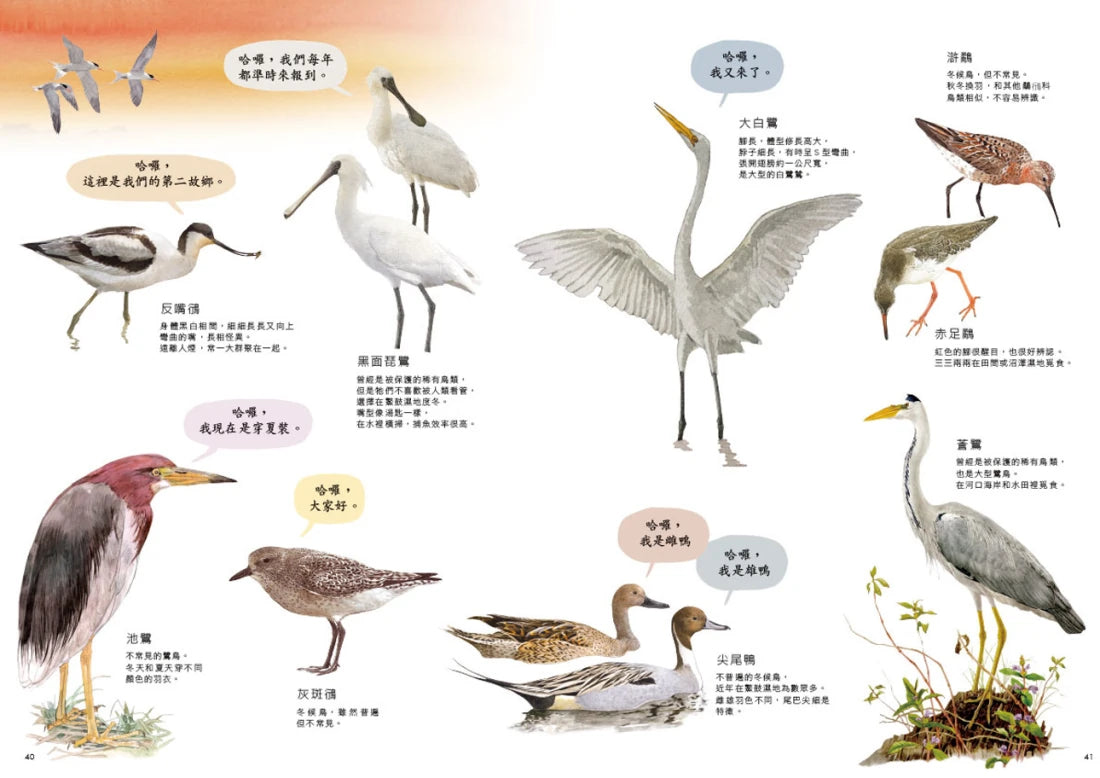 劉伯樂生態系列繪本套書(共三冊):《哈囉!你好!濕地裡的野鳥新樂園》、《天上飛來的魚》、《捉鎖管》 精裝書 Hardback