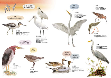 劉伯樂生態系列繪本套書(共三冊):《哈囉!你好!濕地裡的野鳥新樂園》、《天上飛來的魚》、《捉鎖管》 精裝書 Hardback