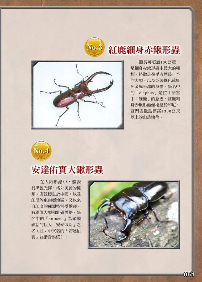 最強戰鬥 #02 鍬形蟲大王X獨角仙大王 超級大戰圖鑑 (小野展嗣)-非故事: 動物植物 Animal & Plant-買書書 BuyBookBook