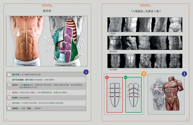 藝用3D人體解剖書:認識人體結構與造型 精裝書 Hardback