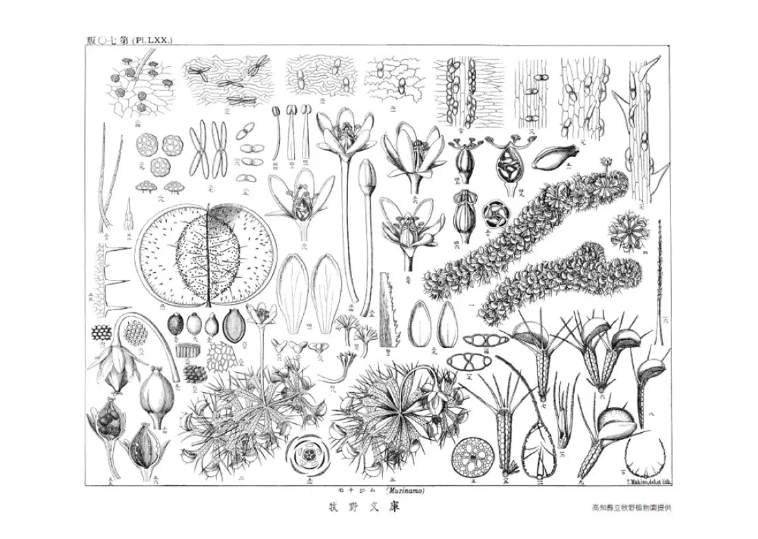 花與我的半生記 : 日本植物學之父牧野富太郎眼中花開葉落的奧祕、日常草木的樂趣 平裝書 Paperback