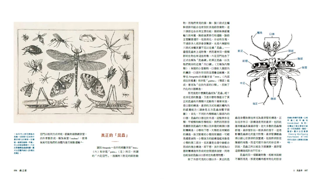 蟲之道:昆蟲的構造、行為和習性訴說的生命史詩 精裝書 Hardback