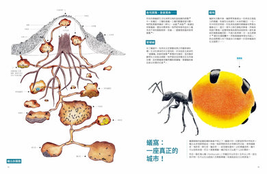昆蟲之美:微觀視覺大百科 精裝書 Hardback