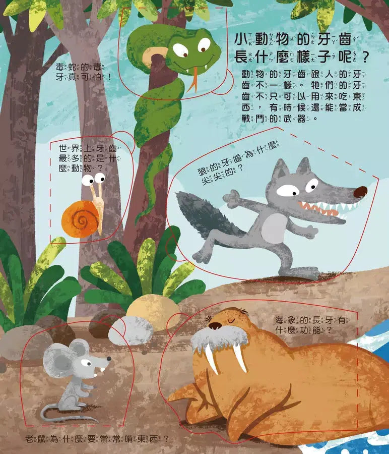 牙齒呢?翻翻書-非故事: 常識通識 General Knowledge-買書書 BuyBookBook