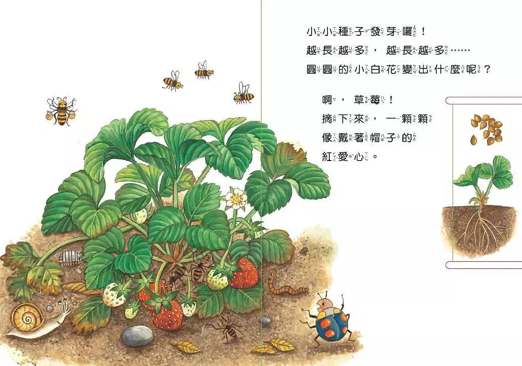 小種子,快長大 (水果篇)-買書書 BuyBookBook